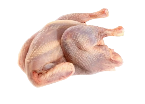 6 Hardbody Chickens